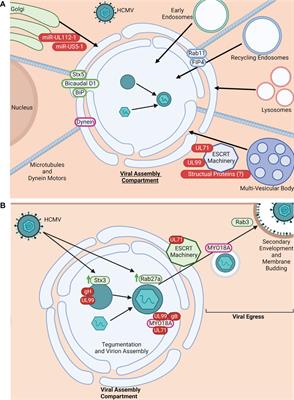 Overview of how HCMV manipulation of host cell intracellular trafficking networks can promote productive infection